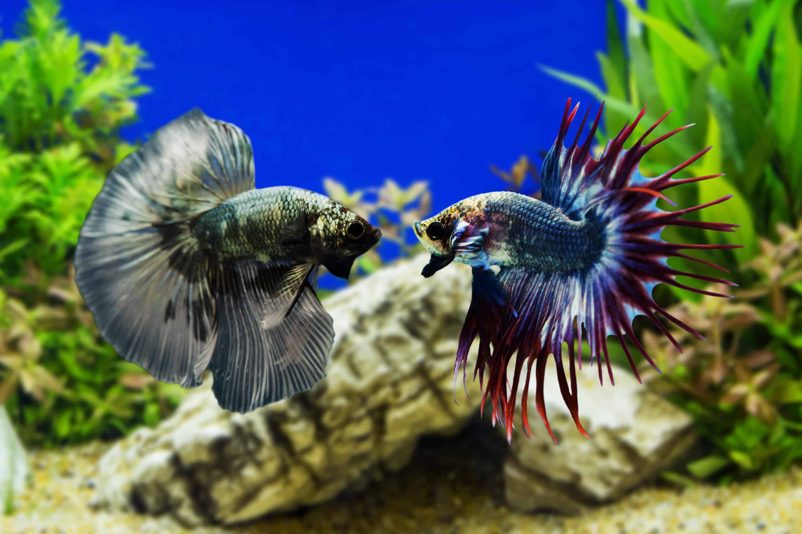 Two Bettas