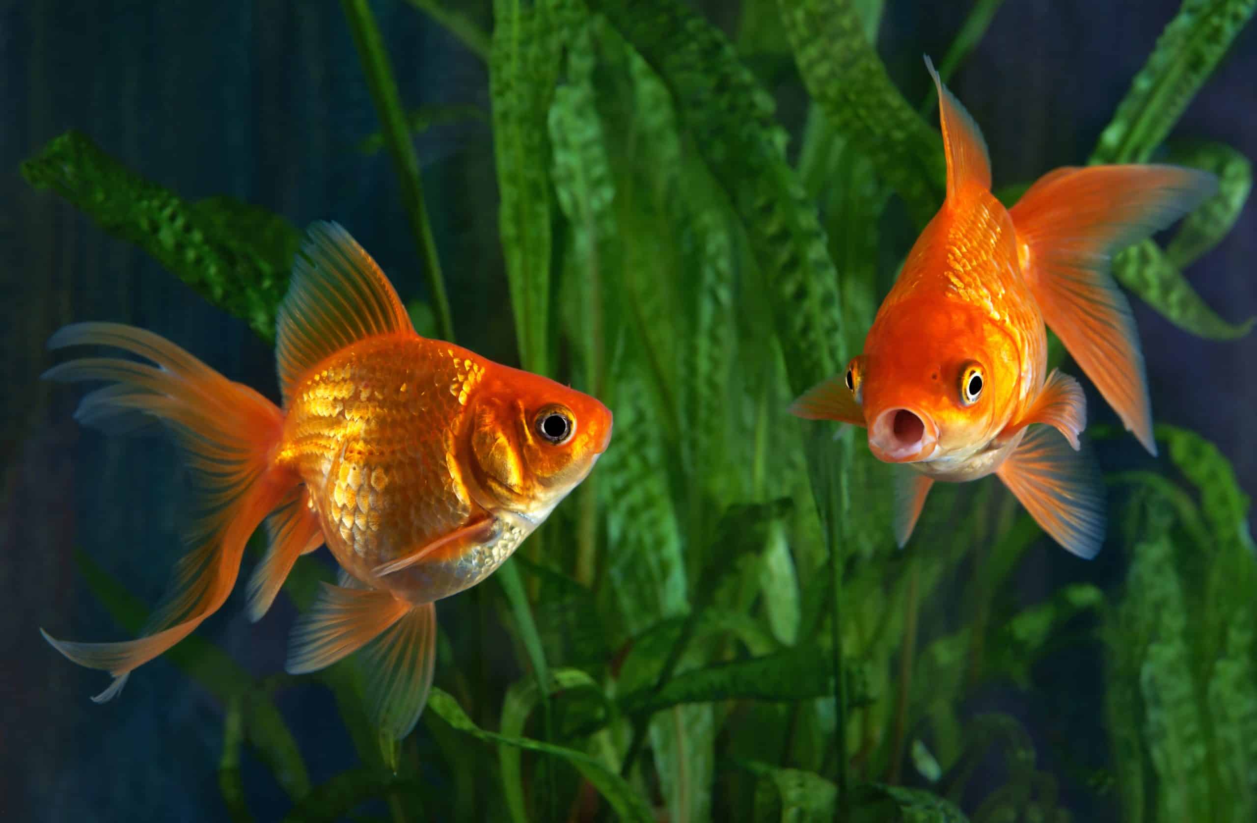 Two Goldfish