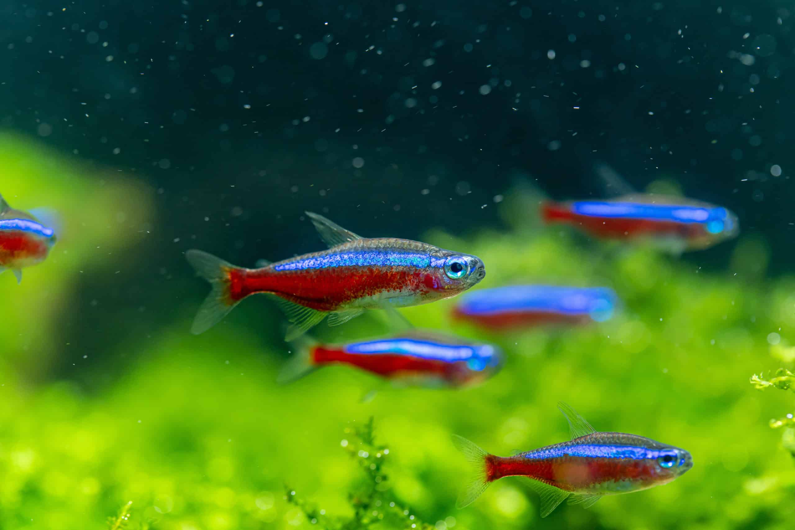 Group of Cardinal Tetras