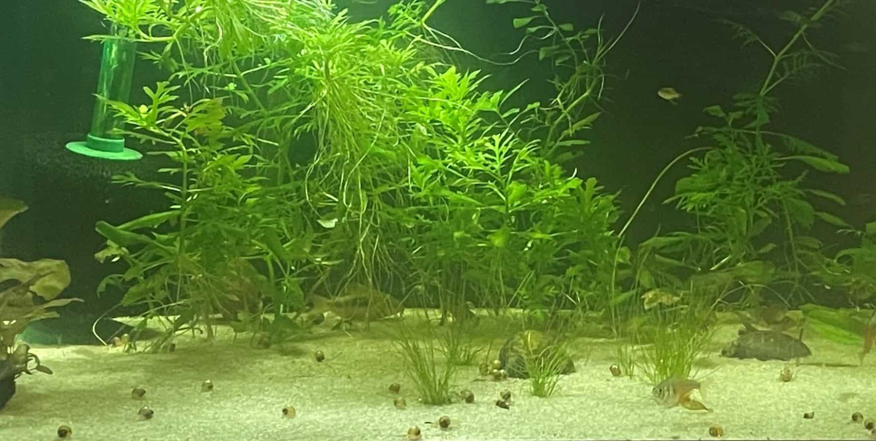 6 Drawbacks to Adding Snails to Your Aquarium - Fish Tank Nerd - Ideal Space For Aquarium Snails
