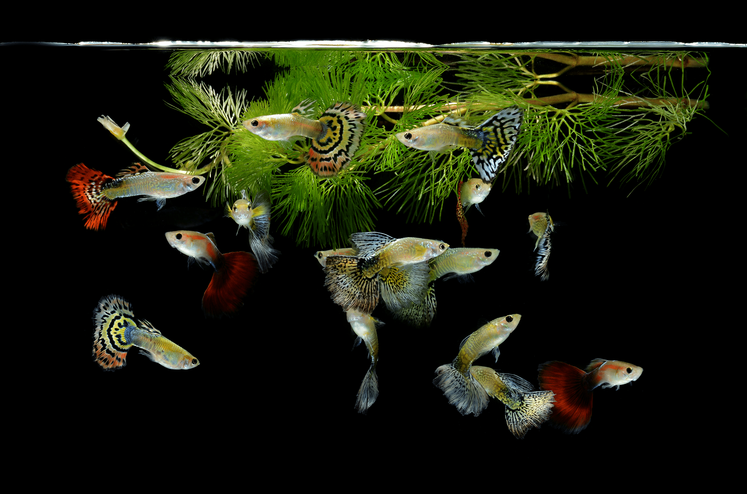 Tank of variations of guppies