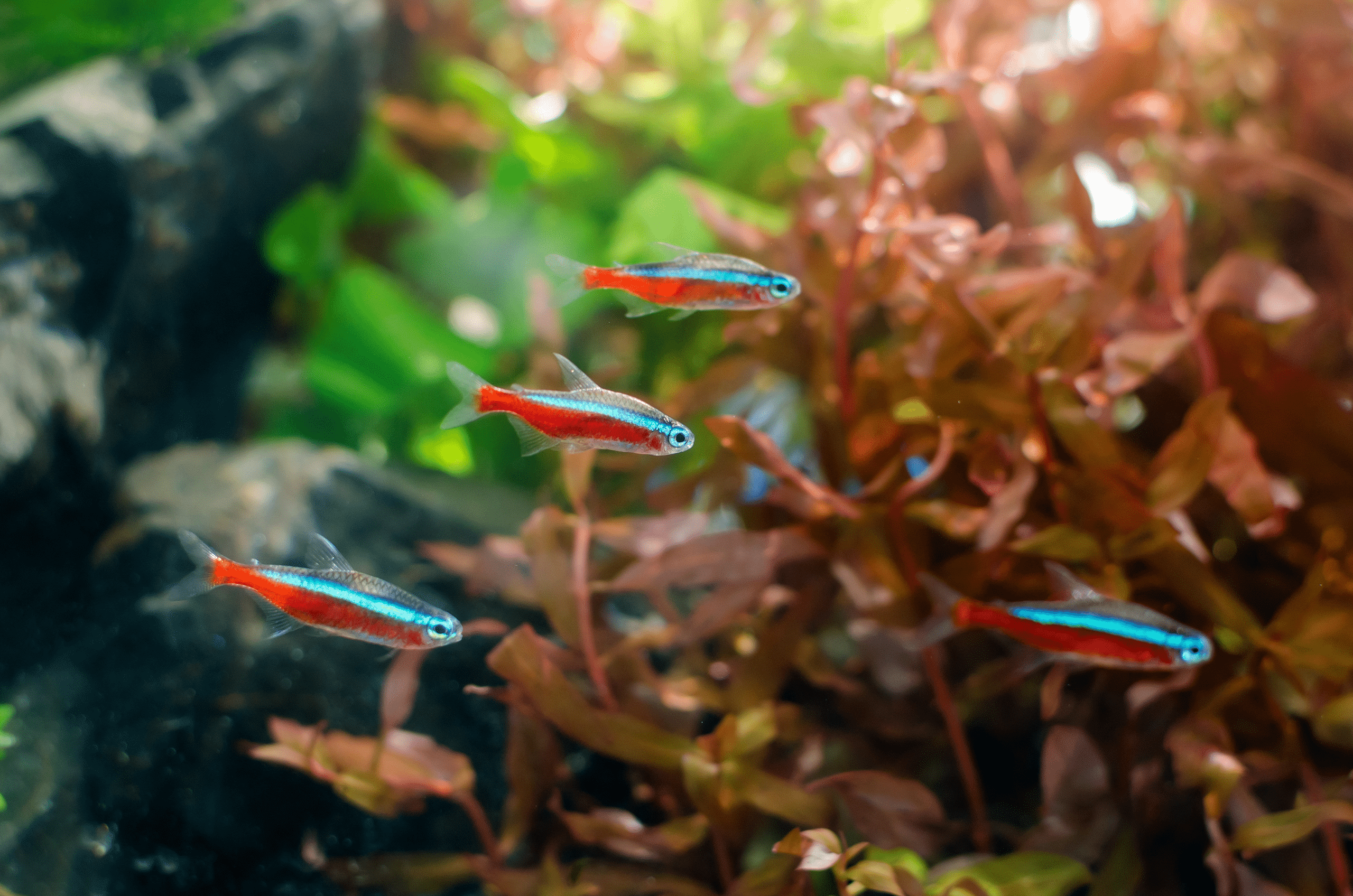 Group of Neon Tetras