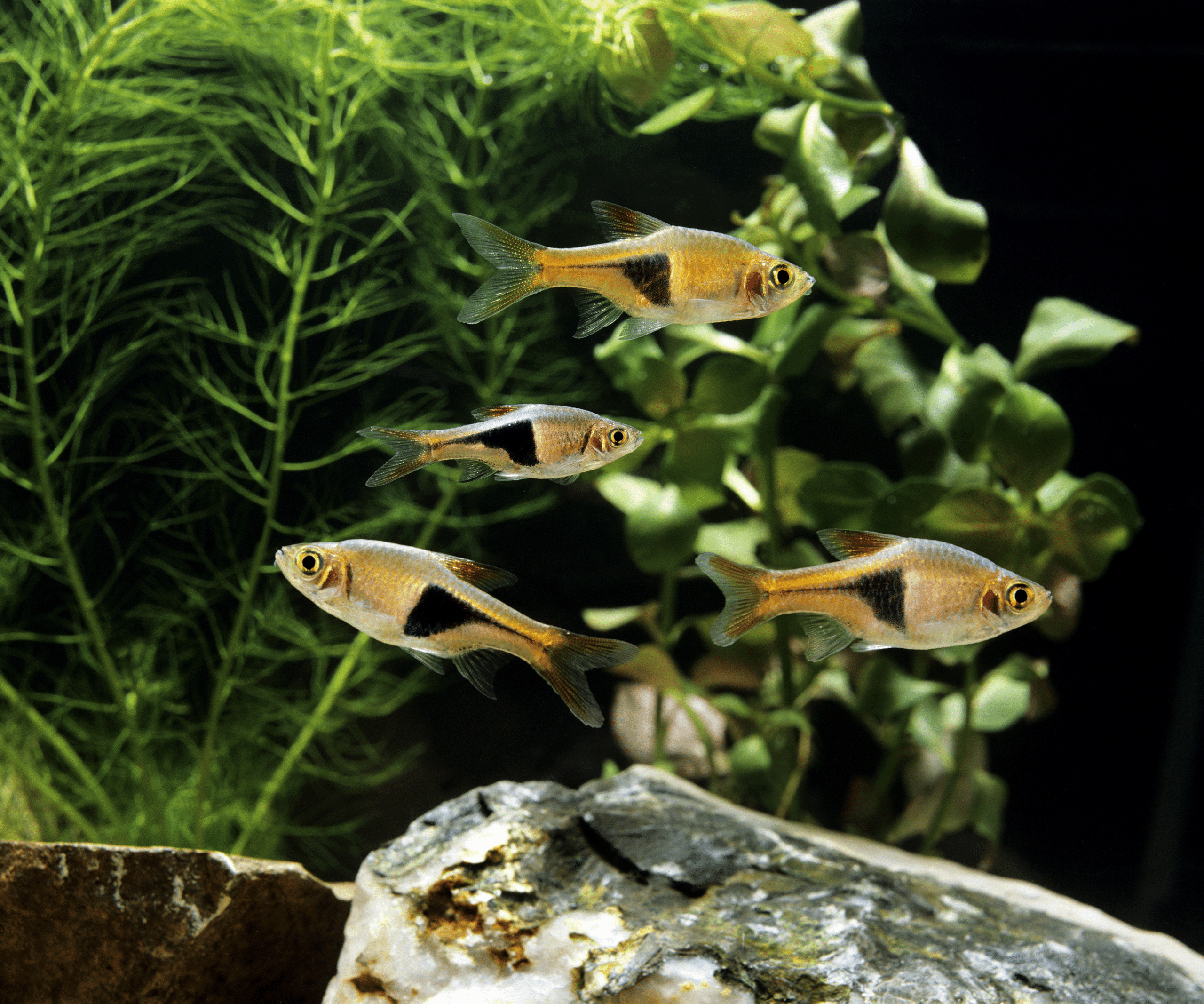 Group of Harlequin Rasboras