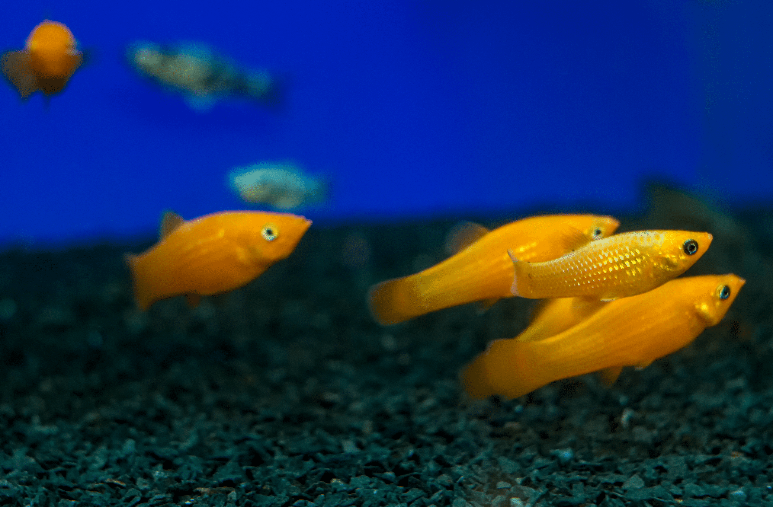 Group of Yellow Mollies