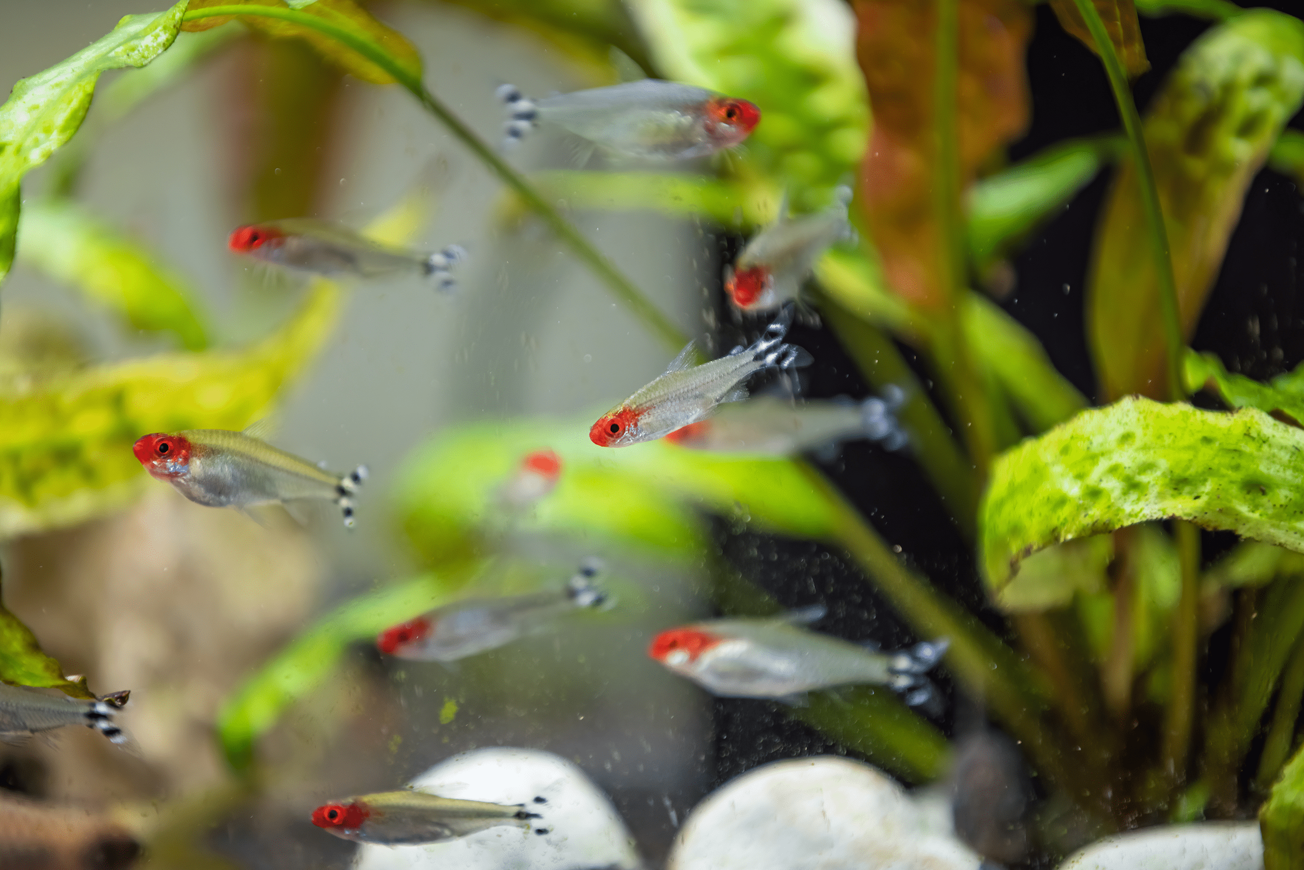 Group of Rummy Nose Tetras