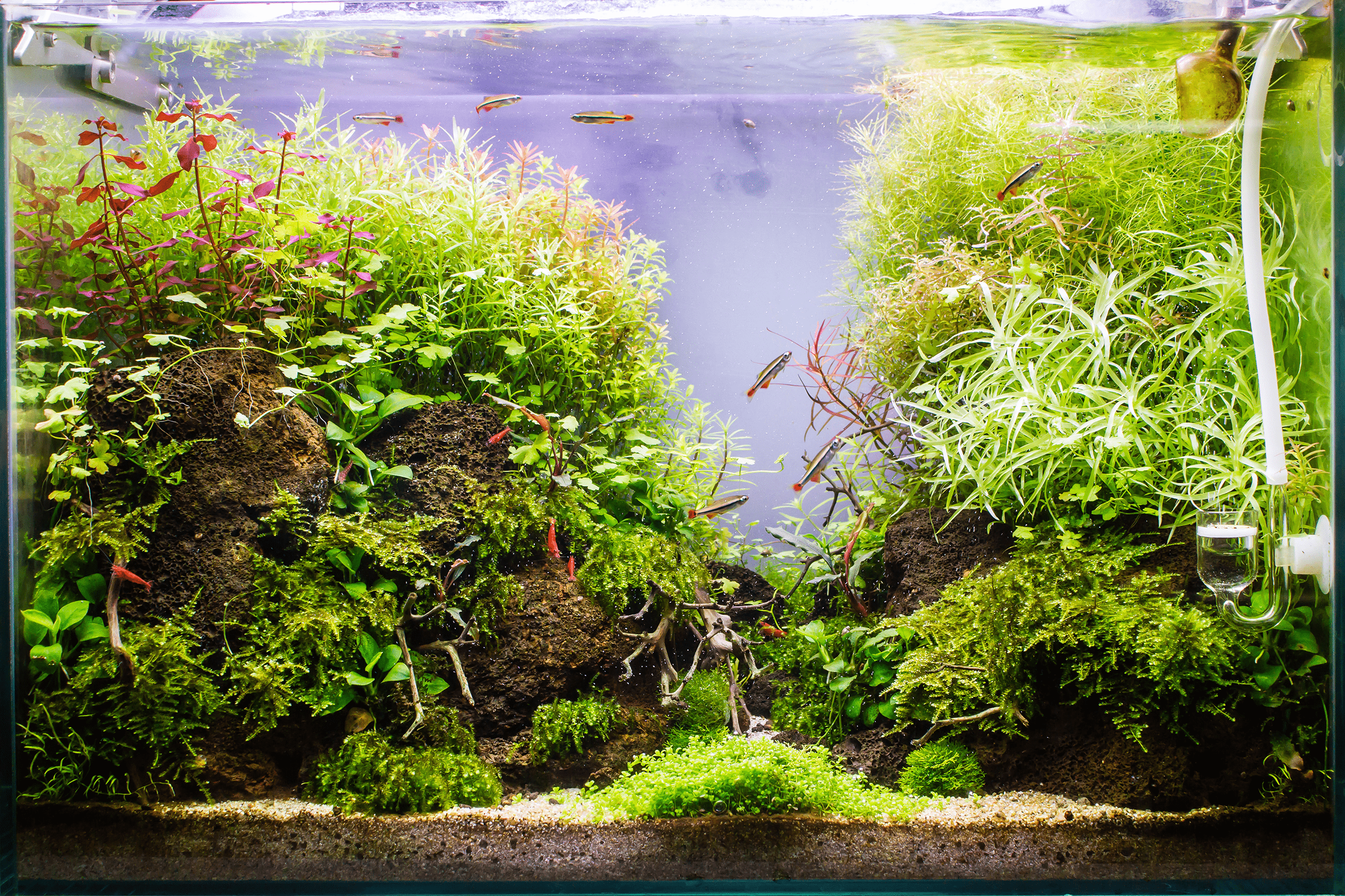 Fish Tank with Group of White Cloud Minnows