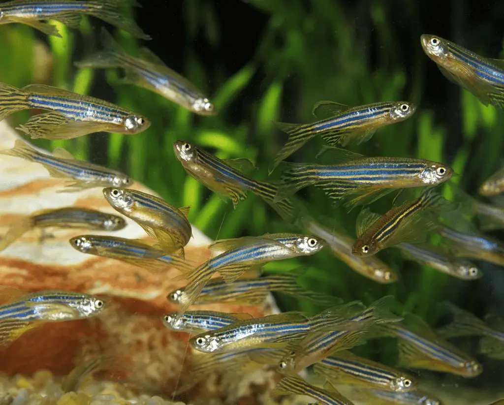 A school of Zebra Danios