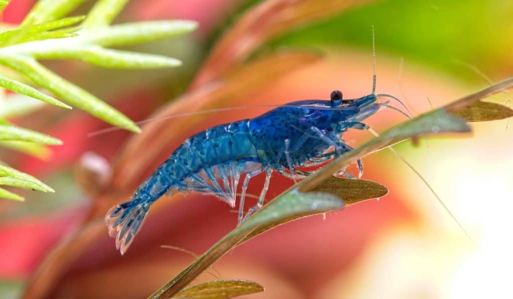 Blue neocardina shrimp on a plant leaf inside of a fish tank