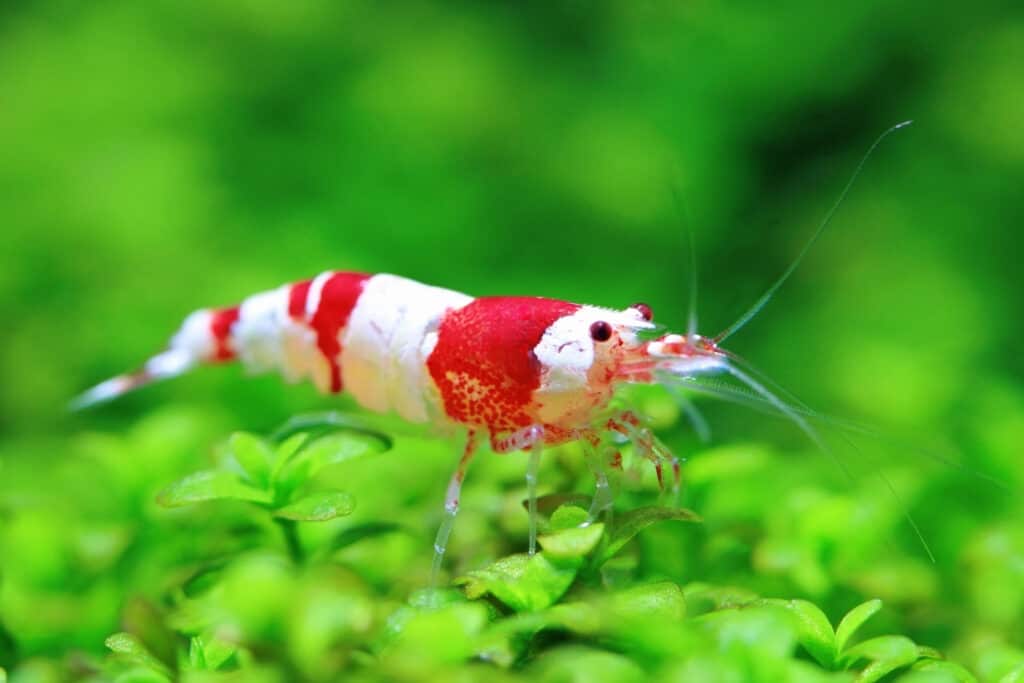 Red crystal aquarium fresh water shrimp