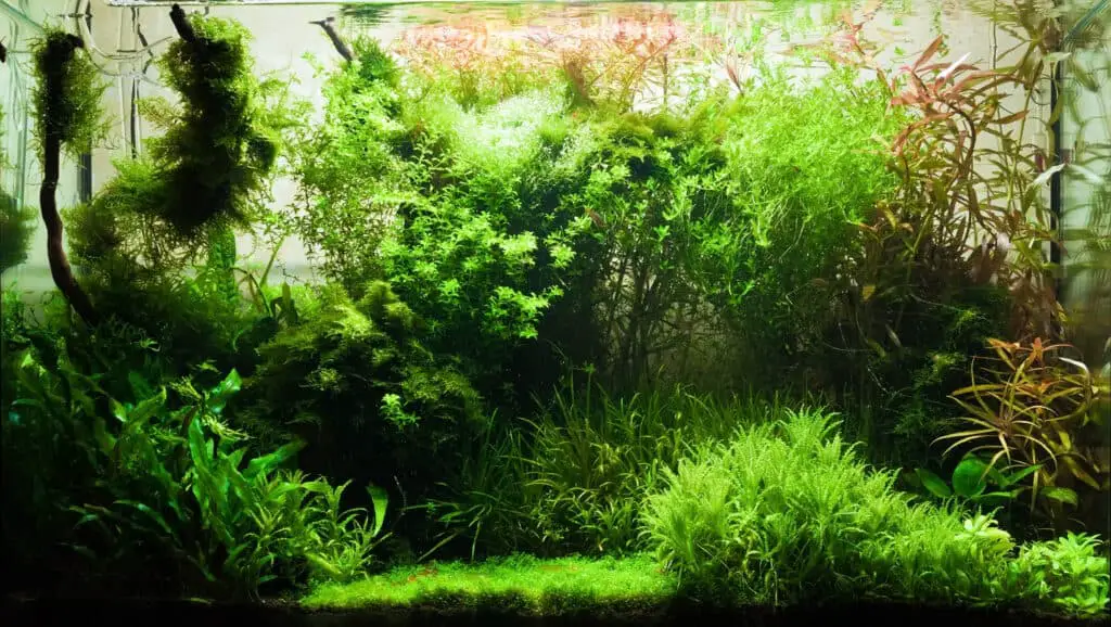 freshwater aquarium with different plants and small fishs