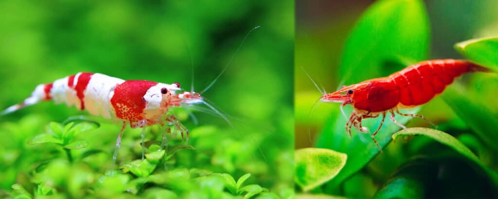red cherry shrimp and crystal red shrimp