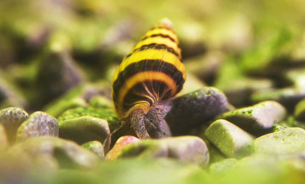 Macro shot of assassin snail in aquarium. Anentome helena.