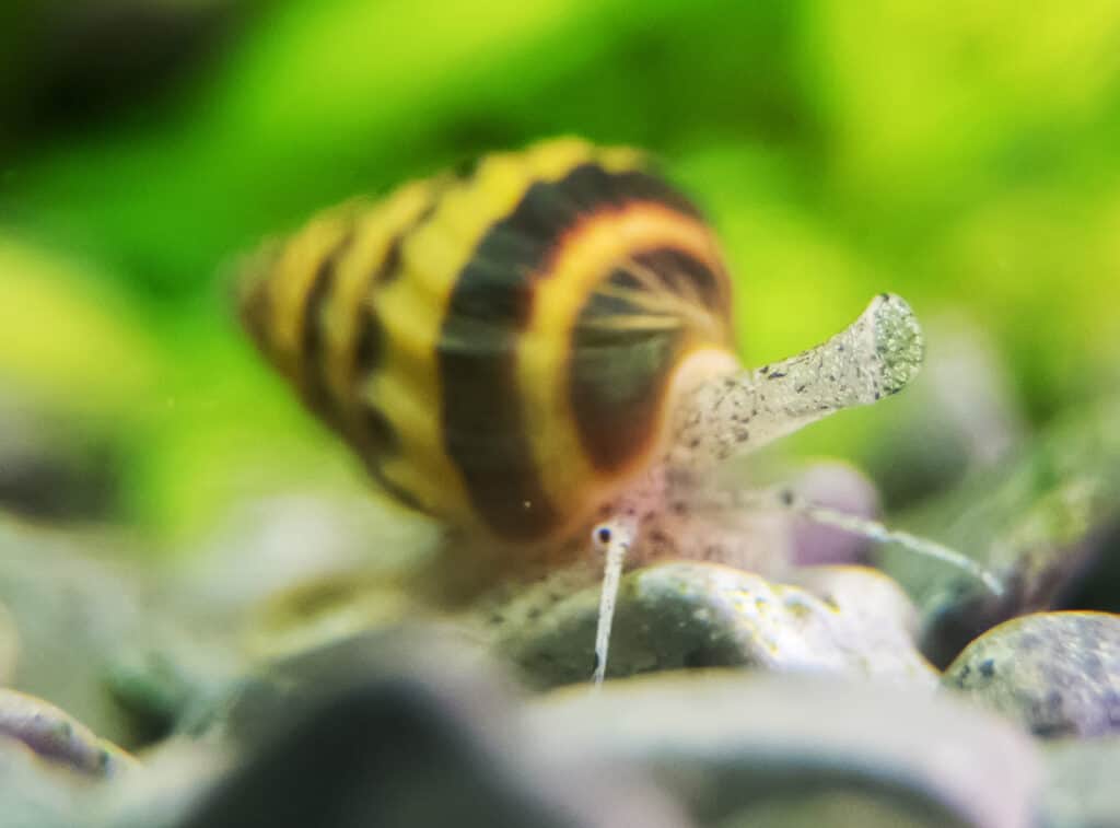 Macro shot of assassin snail in aquarium. Anentome helena.