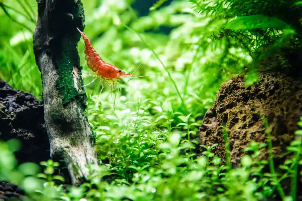 Aquarium shrimp Neocaridina heteropoda var. red (Red Cherry Shrimp) in tank surrounded by live green plants