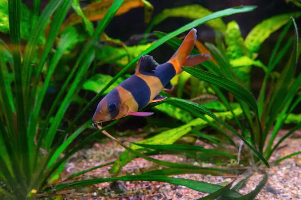 Clown loach, Chromobotia macracanthus swimming in aquarium water wtih green algae.