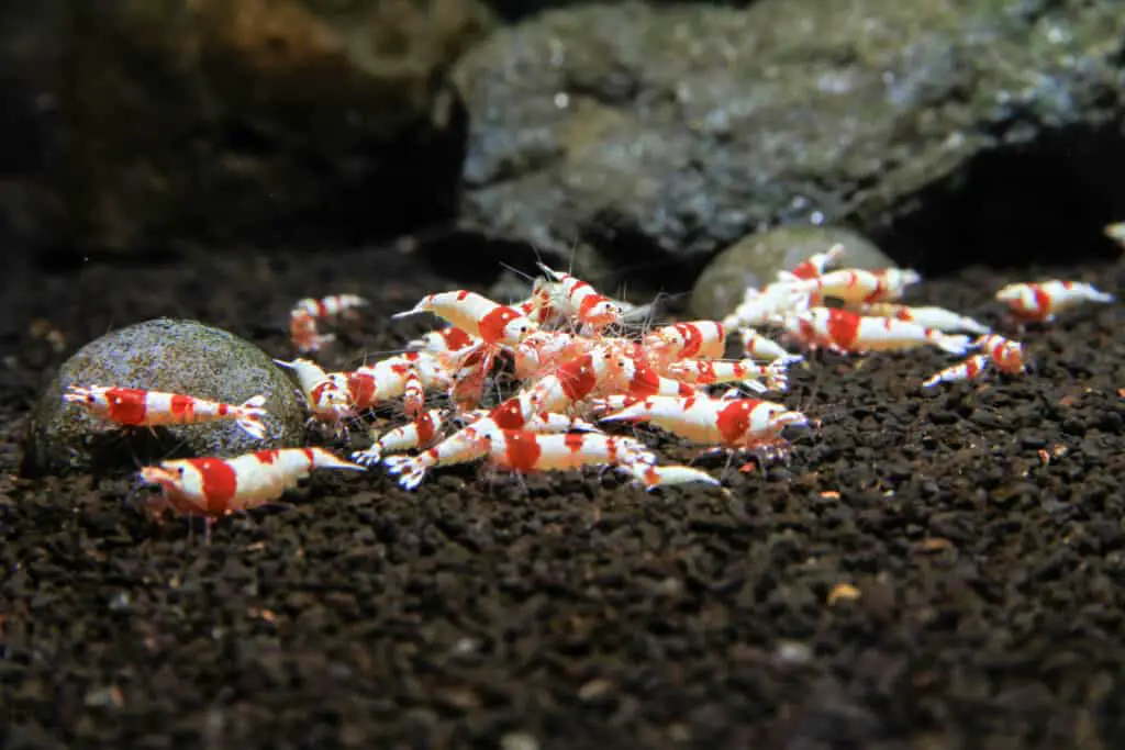 Group of Red Bee Shrimp (Caridina cantonensis) Color selective Captive breed from Wild Bee Shrimp