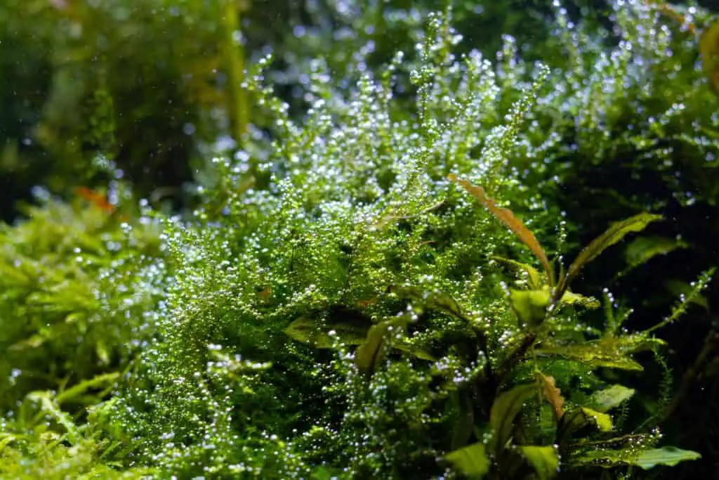 java moss plant oxygenate air bubble, pearling process after water change.