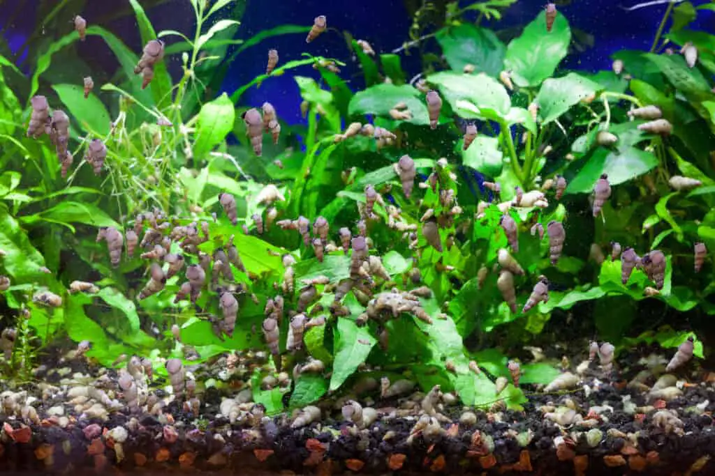 Malaysian Trumpet Snails ferociously feeding on soft algae and other edible matter growing on aquarium glass and live green plants