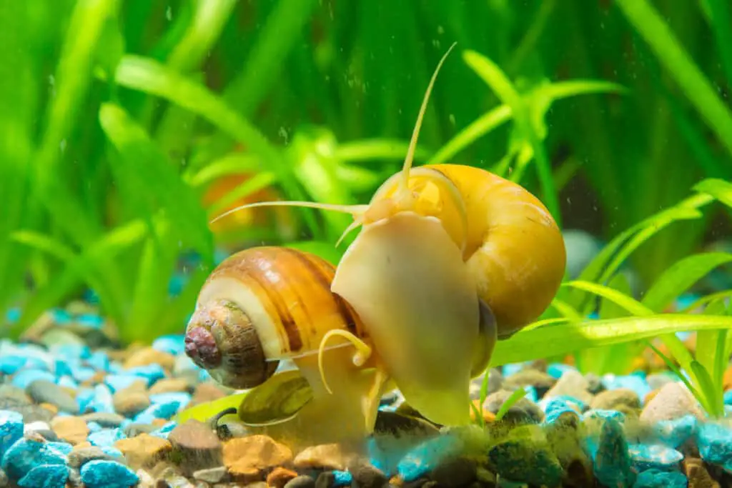 View of the two snails Ampularia a home freshwater aquarium