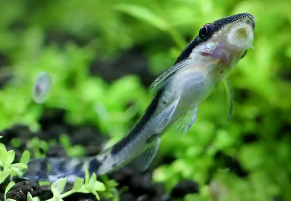 Otocinclus attached against glass surface of a planted aquarium