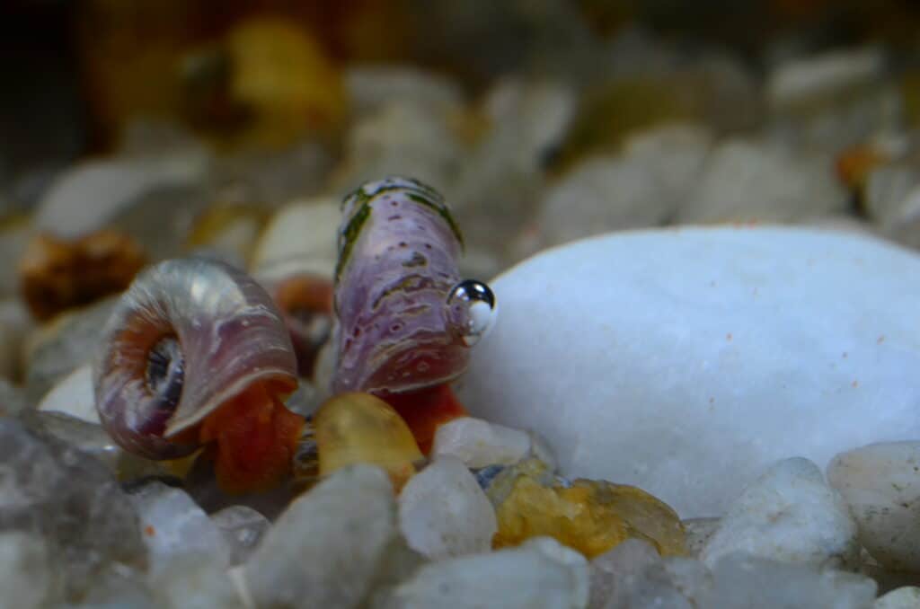 Snail red ramshorn inside tank.