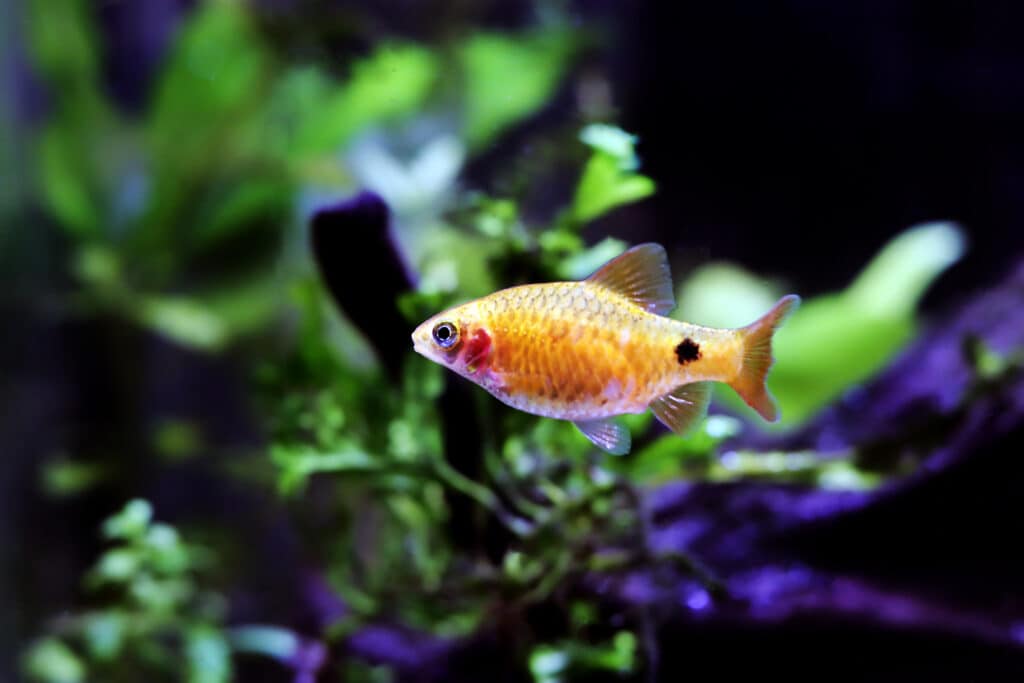 Single Rosy Barb fish with aquarium plants in the background.