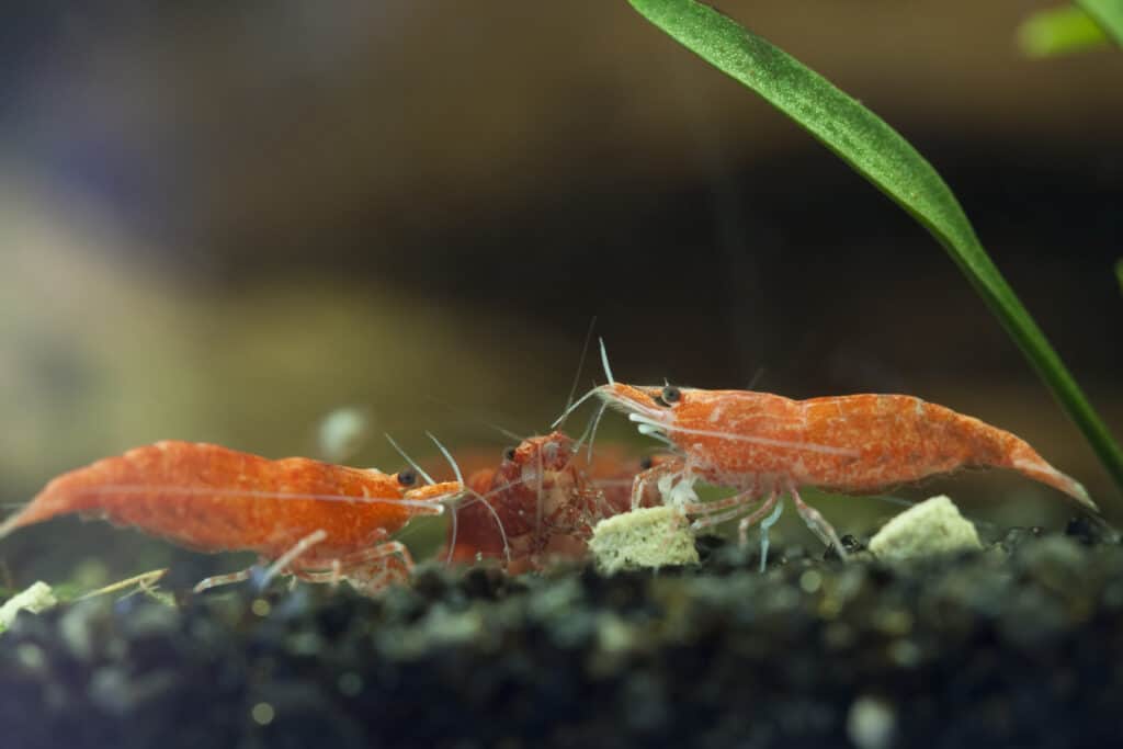 Three Orange Freshwater Shrimp eating in a fish tank.