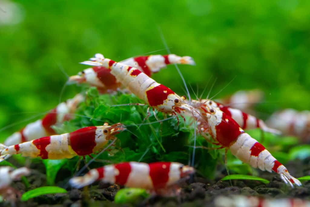 Close up of Red bee shrimp (Caridina cantonensis var.) eating spinach