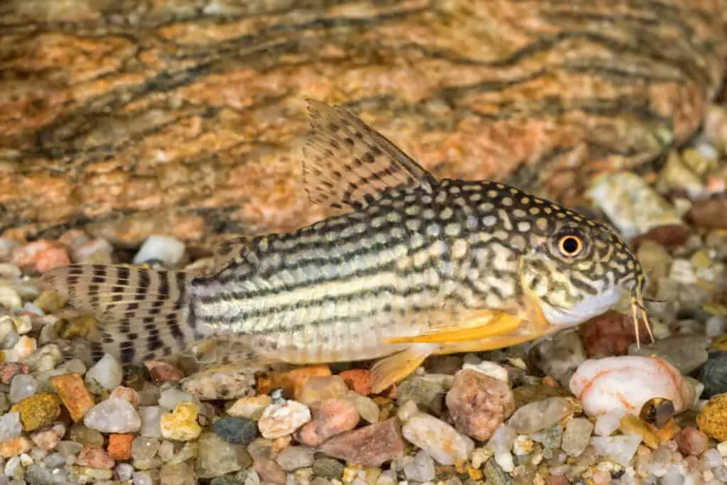 Portrait of freshwater catfish (Corydoras sterbai) in aquarium