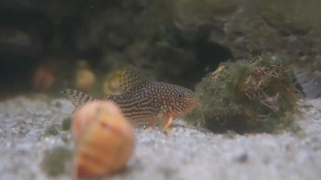 Sterbai Corydora in fish tank on white sand