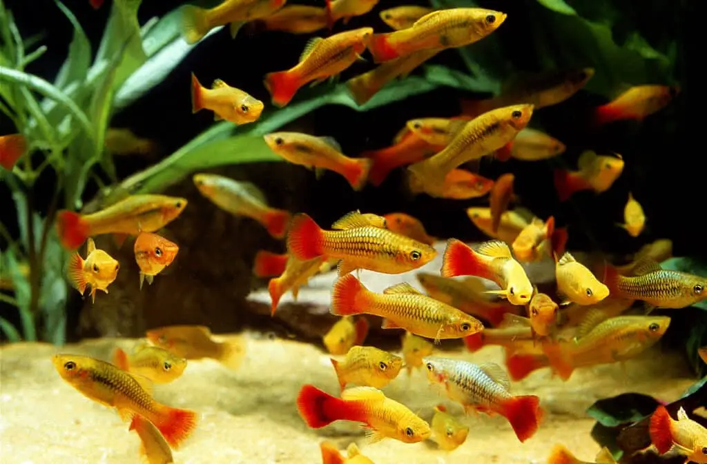 PARROT PLATY xiphophorus variatus