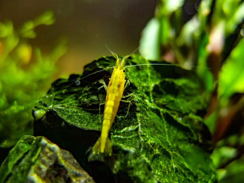 Yellow dwarf freshwater shrimp resting on a rock