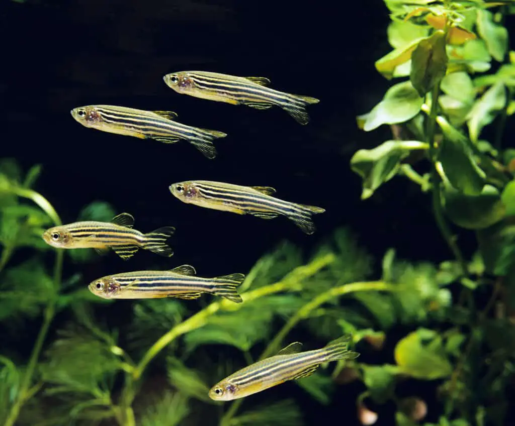 group of six zebra danios in a planted fish tank and a black background