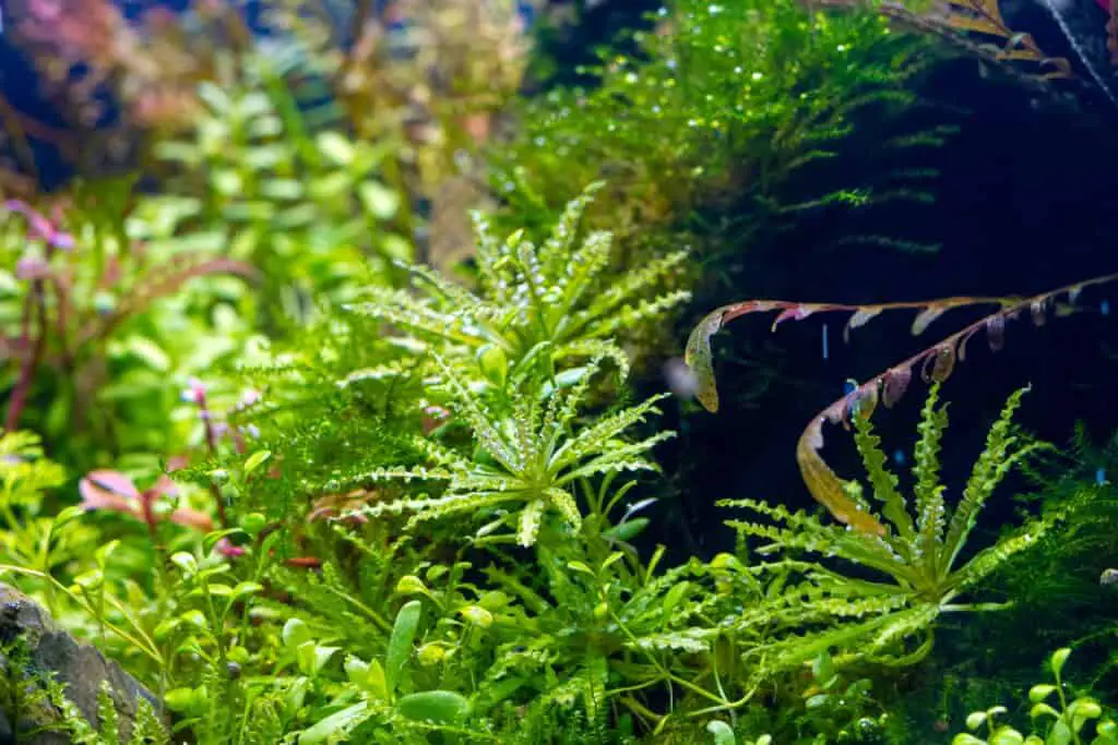 aquatic plants oxygenate in freshwater iwagumi aquascape,