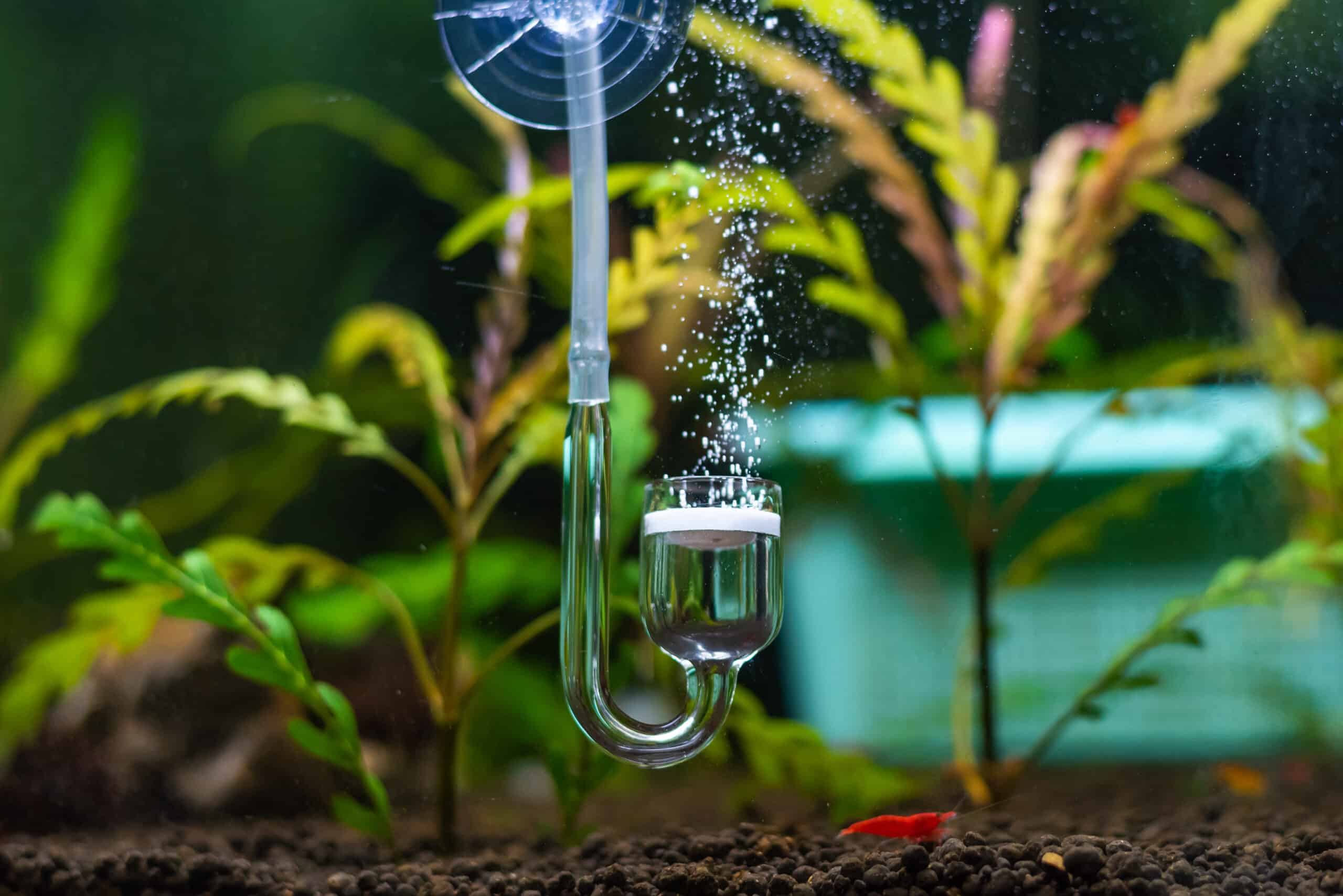 When and For How Long Should You Run Your Aquarium CO2? - Fish Tank Nerd