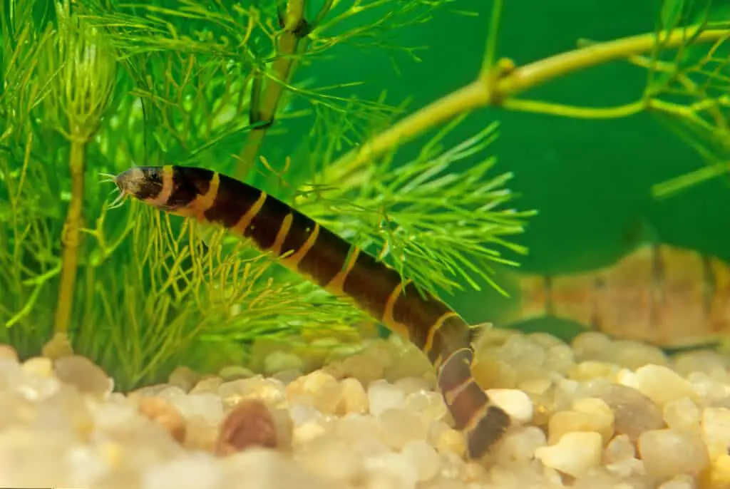 kuhli loach swimming in a tank