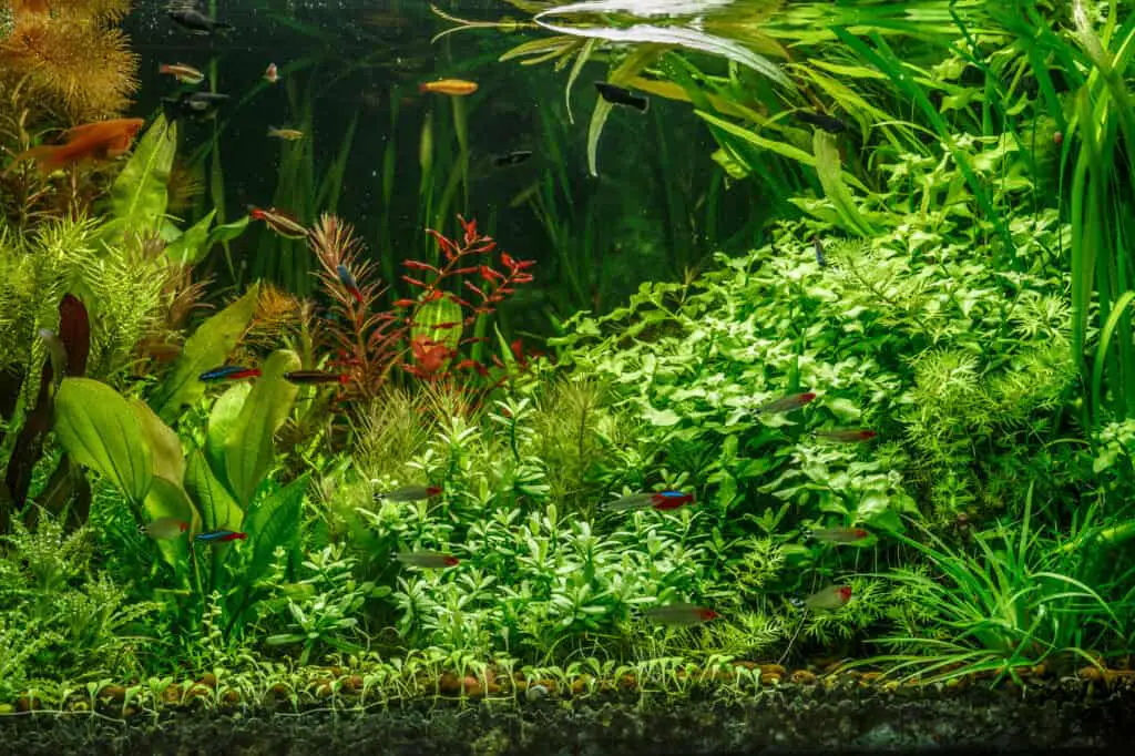 A green beautiful planted tropical freshwater aquarium