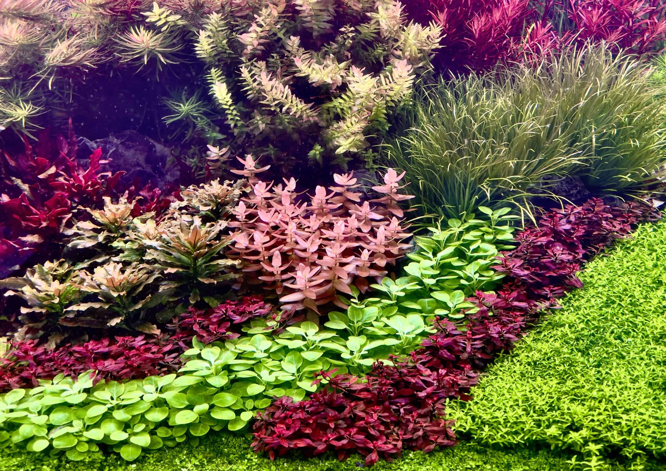 how-often-should-you-fertilize-aquarium-plants-fish-tank-nerd