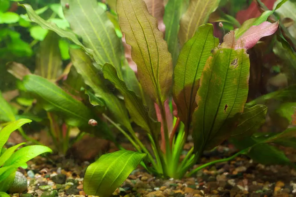 background of the aquarium with green plants