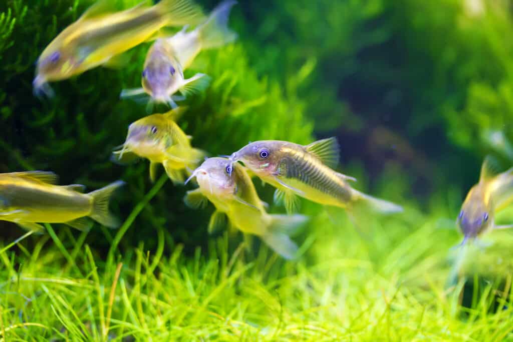 Bronze corydoras swimming with live plants