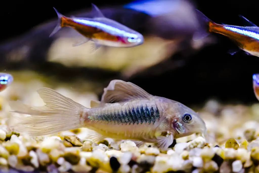 Corydora laying on gravel