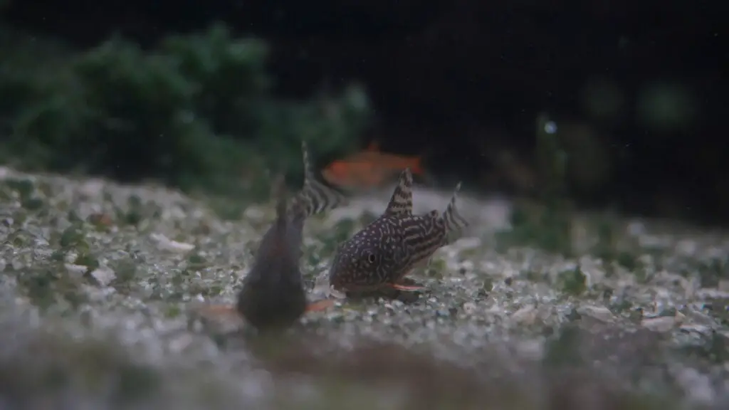 Corydora on a sandy substrate