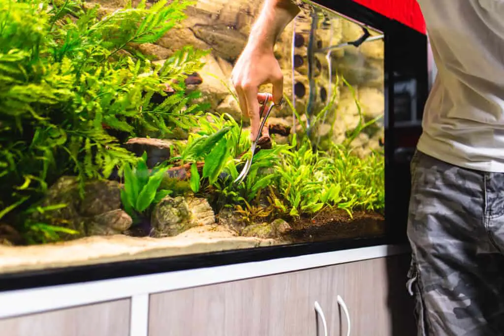 Man cleaning an aquarium and trimming aquarium plants