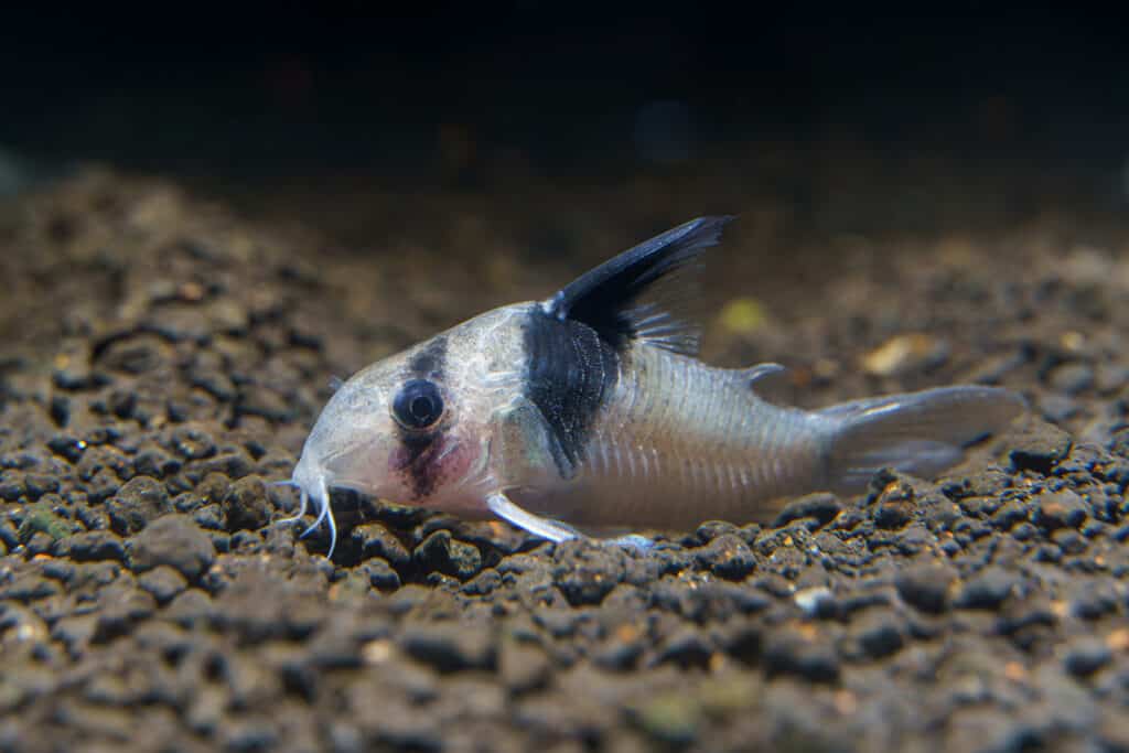 Panda Corydora on gravel