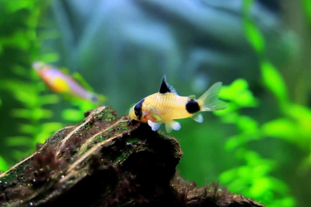 Panda corydora with rock