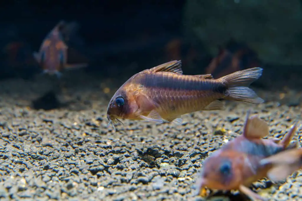 Rusty Cory Catfish