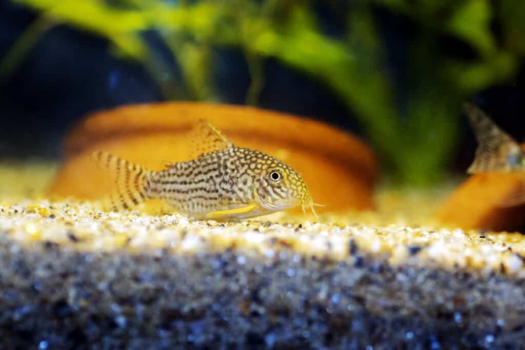 Sterbai Corydora on sand