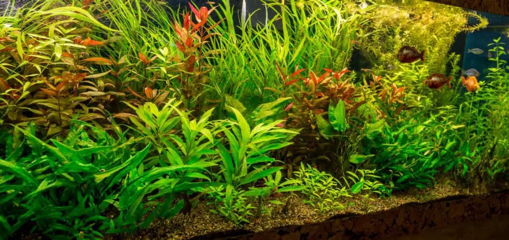  A green beautiful planted tropical freshwater aquarium with fishes