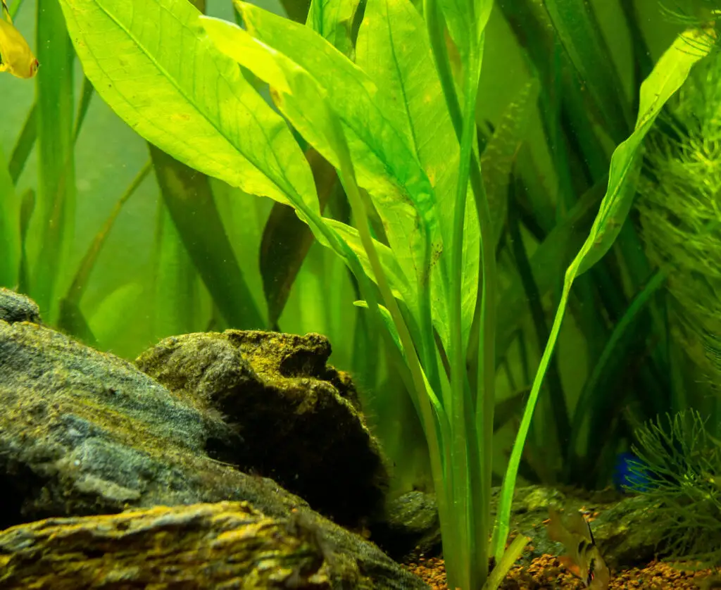 Amazon sword plant (Echinodorus amazonicus) on a fish tank