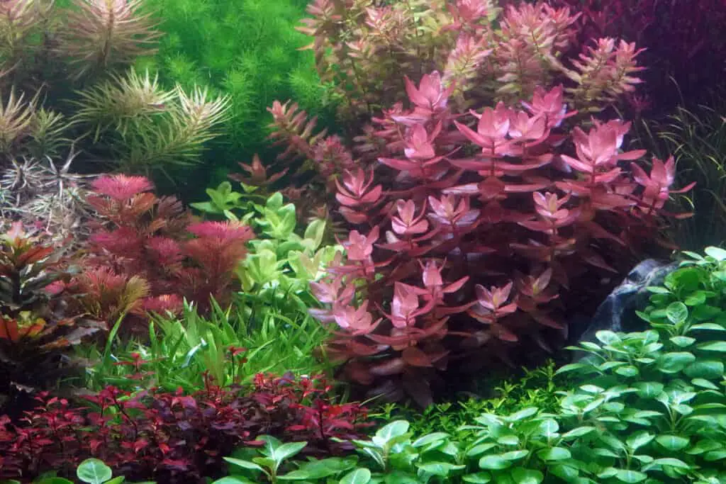 Aquarium, Colorful aquatic plants in aquarium tank with Dutch style aquascaping layout